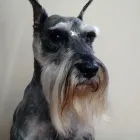 La imagen 2 de la Empresa CLINICA VETERINARIA BICUS Salud y Medicina en Puebla MEX