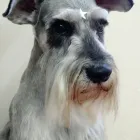 La imagen 3 de la Empresa CLINICA VETERINARIA BICUS Salud y Medicina en Puebla MEX