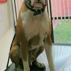 La imagen 9 de la Empresa CLINICA VETERINARIA BICUS Salud y Medicina en Puebla MEX