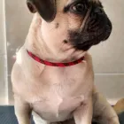 La imagen 10 de la Empresa CLINICA VETERINARIA BICUS Salud y Medicina en Puebla MEX