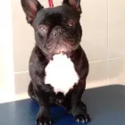 La imagen 11 de la Empresa CLINICA VETERINARIA BICUS Salud y Medicina en Puebla MEX