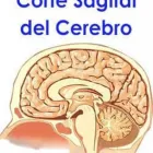 La imagen 3 de la Empresa DR. HECTOR ORTEGON BAQUEIRO Salud y Medicina en Mérida YUC