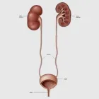 La imagen 2 de la Empresa DR. RAUL SIGFRIDO ROCHA ANAYA Salud y Medicina en Leon GUA