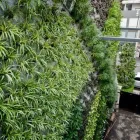 La imagen 1 de la Empresa ECOYAAB JARDINES VERTICALES Servicios Profesionales y de Negocios en Ciudad De México CMX