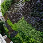 La imagen 4 de la Empresa ECOYAAB JARDINES VERTICALES Servicios Profesionales y de Negocios en Ciudad De México CMX
