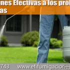 La imagen 4 de la Empresa EFI FUMIGACIONES en Zapopan JAL