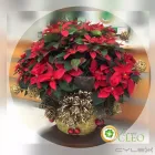 La imagen 2 de la Empresa FLORERIA CLEO Industrias y Agricultura en Toluca De Lerdo MEX