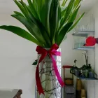 La imagen 26 de la Empresa GALERIA FLORAL Industrias y Agricultura en Querétaro QUE