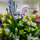 La imagen 47 de la Empresa GALERIA FLORAL Industrias y Agricultura en Querétaro QUE