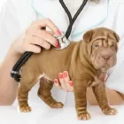 La imagen 1 de la Empresa GUPPIES AND PUPPIES Tiendas de mascotas en Soledad De Graciano Sánchez SLP