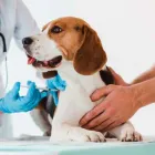 La imagen 1 de la Empresa LIFRALCOA CENTRO DE ATENCIÓN VETERINARIA Salud y Medicina en Cuautitlan Izcalli CMX