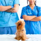 La imagen 2 de la Empresa LIFRALCOA CENTRO DE ATENCIÓN VETERINARIA Salud y Medicina en Cuautitlan Izcalli CMX
