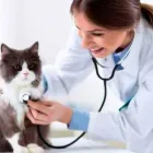 La imagen 3 de la Empresa LIFRALCOA CENTRO DE ATENCIÓN VETERINARIA Salud y Medicina en Cuautitlan Izcalli CMX