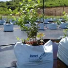 La imagen 7 de la Empresa LUMA GREENHOUSES Sistemas y Equipos de Riego en Guadalajara JAL