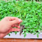 La imagen 15 de la Empresa LUMA GREENHOUSES Sistemas y Equipos de Riego en Guadalajara JAL