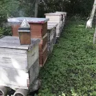 La imagen 4 de la Empresa MIELES DEL EDÉN Tiendas Naturistas en Mérida YUC