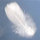 La imagen 5 de la Empresa PLUMA DE GANSO Y MAS en Ciudad De México CMX