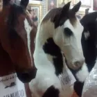 La imagen 1 de la Empresa TAXIDERMIA RIDRIGUEZ S.A DE C.V. Salud y Medicina en San Nicolás De Los Garza NLE