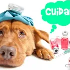 La imagen 3 de la Empresa UNIDAD VETERINARIA METROPOLITANA Tiendas de mascotas en Acapulco De Juárez GRO