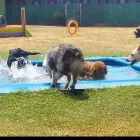 La imagen 1 de la Empresa VETERINARÍA CATALÁN Salud y Medicina en Ciudad Juárez CHH