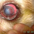 La imagen 4 de la Empresa VETERINARIA TEPEYAC Salud y Medicina en Ciudad De México CMX