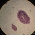 La imagen 10 de la Empresa VETERINARIA TEPEYAC Salud y Medicina en Ciudad De México CMX