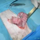 La imagen 13 de la Empresa VETERINARIA TEPEYAC Salud y Medicina en Ciudad De México CMX
