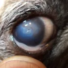 La imagen 15 de la Empresa VETERINARIA TEPEYAC Salud y Medicina en Ciudad De México CMX