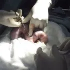 La imagen 21 de la Empresa VETERINARIA TEPEYAC Salud y Medicina en Ciudad De México CMX