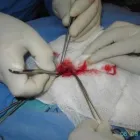 La imagen 22 de la Empresa VETERINARIA TEPEYAC Salud y Medicina en Ciudad De México CMX
