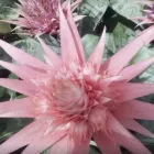 La imagen 1 de la Empresa VIVERO FLOR DEL DESIERTO Industrias y Agricultura en Hermosillo SON