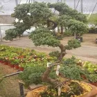 La imagen 2 de la Empresa VIVERO FLOR DEL DESIERTO Industrias y Agricultura en Hermosillo SON