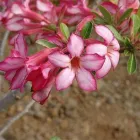 La imagen 3 de la Empresa VIVERO FLOR DEL DESIERTO Industrias y Agricultura en Hermosillo SON