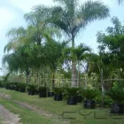 La imagen 1 de la Empresa VIVEROS FLORA Industrias y Agricultura en Tampico TAM