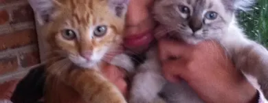 La imagen 1 de la Empresa CLÍNICA VETERINARIA BILLMAX Salud y Medicina en Ciudad De México CMX
