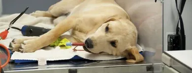 La imagen 1 de la Empresa CLÍNICA VETERINARIA FAUNA Salud y Medicina en Leon GUA