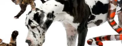 La imagen 2 de la Empresa CLÍNICA VETERINARIA FAUNA Salud y Medicina en Leon GUA