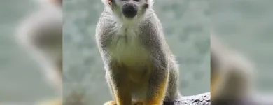 La imagen 3 de la Empresa CLÍNICA VETERINARIA FAUNA Salud y Medicina en Leon GUA