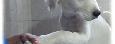 La imagen 3 de la Empresa CLÍNICA VETERINARIA MONROY Salud y Medicina en Mineral De La Reforma HID