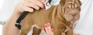 La imagen 1 de la Empresa GUPPIES AND PUPPIES Tiendas de mascotas en Soledad De Graciano Sánchez SLP