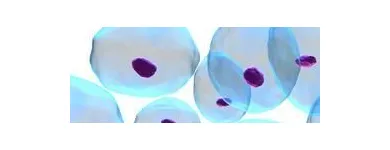 La imagen 1 de la Empresa LABORATORIOS MICROCLIN Salud y Medicina en Tepic NAY