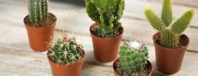 La imagen 1 de la Empresa RESIDENTIAL GARDENS Servicios Profesionales y de Negocios en Guadalajara JAL