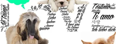 La imagen 1 de la Empresa UNIDAD VETERINARIA METROPOLITANA Tiendas de mascotas en Acapulco De Juárez GRO