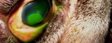 La imagen 2 de la Empresa VETERINARIA TEPEYAC Salud y Medicina en Ciudad De México CMX