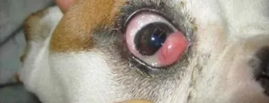 La imagen 3 de la Empresa VETERINARIA TEPEYAC Salud y Medicina en Ciudad De México CMX