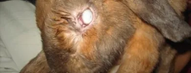La imagen 5 de la Empresa VETERINARIA TEPEYAC Salud y Medicina en Ciudad De México CMX