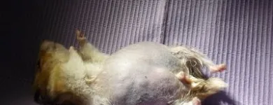 La imagen 7 de la Empresa VETERINARIA TEPEYAC Salud y Medicina en Ciudad De México CMX