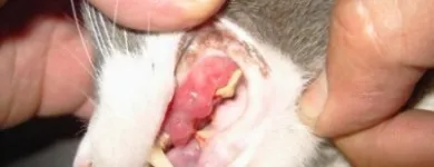 La imagen 9 de la Empresa VETERINARIA TEPEYAC Salud y Medicina en Ciudad De México CMX