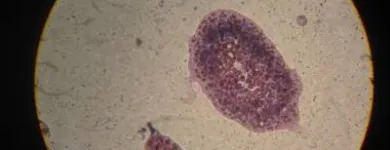 La imagen 10 de la Empresa VETERINARIA TEPEYAC Salud y Medicina en Ciudad De México CMX