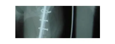 La imagen 11 de la Empresa VETERINARIA TEPEYAC Salud y Medicina en Ciudad De México CMX